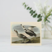 Aardbeien van Amerika (Labrador Duck) Briefkaart (Staand voorkant)