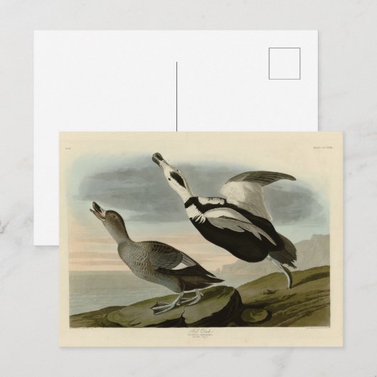 Aardbeien van Amerika (Labrador Duck) Briefkaart (Voorkant / Achterkant)