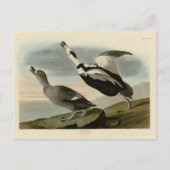 Aardbeien van Amerika (Labrador Duck) Briefkaart (Voorkant)