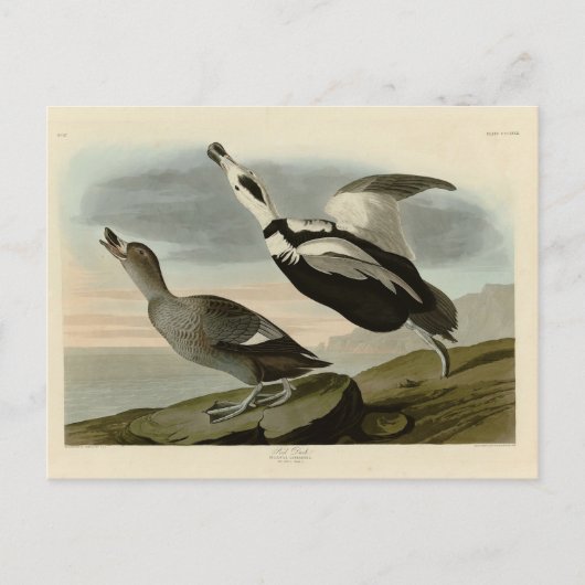 Aardbeien van Amerika (Labrador Duck) Briefkaart (Voorkant)