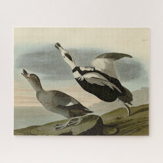 Aardbeien van Amerika (Labrador Duck) Legpuzzel (Horizontaal)