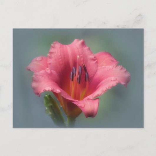 Aardbeienblauw - Daylily Briefkaart (Voorkant)