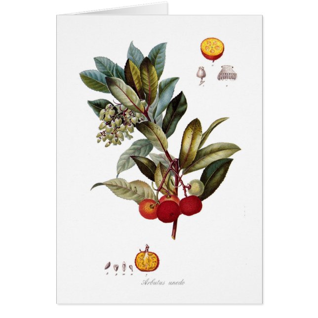 Aardbeienboom (Arbutus unedo) (Voorkant)