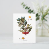 Aardbeienboom (Arbutus unedo) Briefkaart (Staand voorkant)