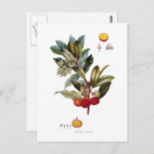 Aardbeienboom (Arbutus unedo) Briefkaart (Voorkant / Achterkant)