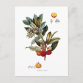 Aardbeienboom (Arbutus unedo) Briefkaart (Voorkant)