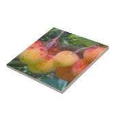 Aardbeienboomfruittegel Tegeltje (Zijkant)