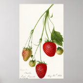 aardbeienillustratie poster (Voorkant)