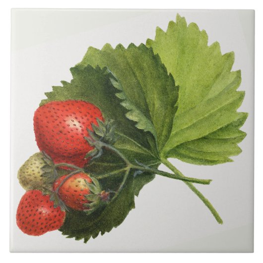 aardbeienillustratie tegeltje (Voorkant)