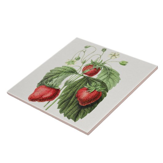  aardbeienillustratie tegeltje (Zijkant)