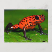 Aardbeienkikker Briefkaart (Voorkant)