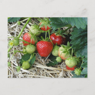 Aardbeienplant in de tuin ansichtkaart briefkaart