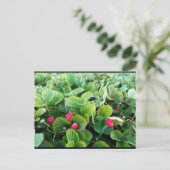 Aardbeienveld Briefkaart (Staand voorkant)