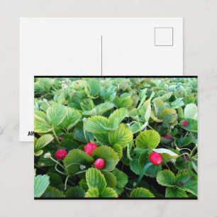 Aardbeienveld Briefkaart