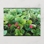 Aardbeienveld Briefkaart (Voorkant)