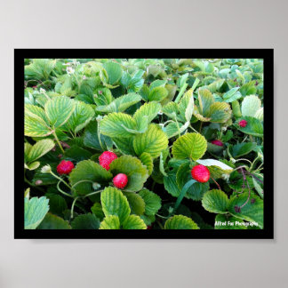 Aardbeienveld Poster