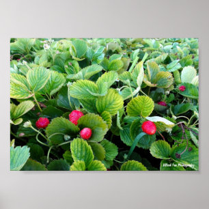 Aardbeienveld Poster