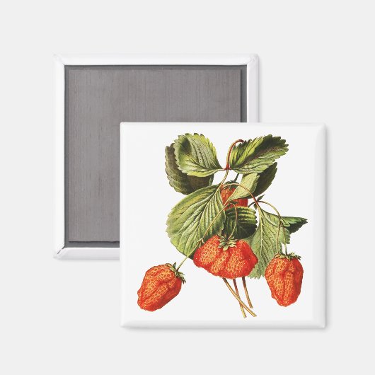 Aardbeienvruchten Botanische afbeelding Magneet (Voorkant / Achterkant)