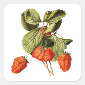 Aardbeienvruchten Botanische afbeelding Vierkante Sticker (Voorkant)