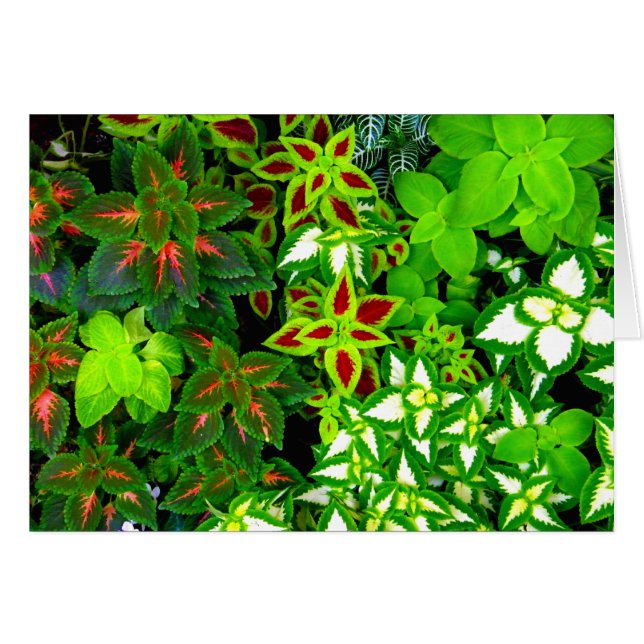 Aarde Lover_ (Voorkant Horizontaal)