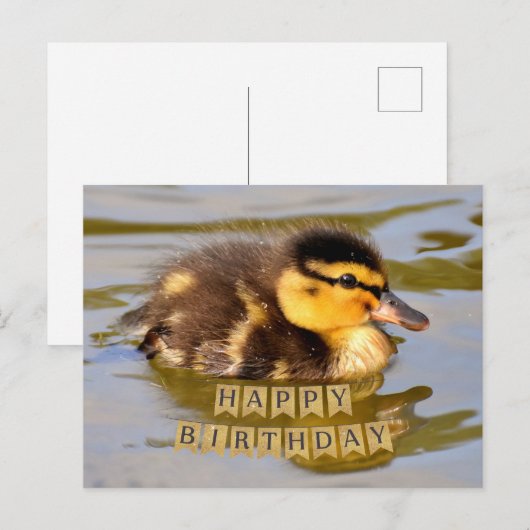 Aardige baby-eend in de vijver Gefeliciteerd met j Briefkaart (Voorkant / Achterkant)