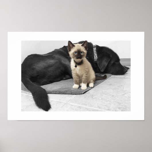Aardige blauwe-ogige wachtkat poster (Voorkant)