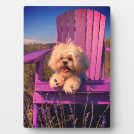 Aardige Fluffy Shih Tzu Speelgoed Puppies, Gelukki Fotoplaat