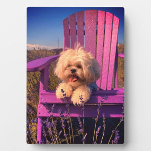 Aardige Fluffy Shih Tzu Speelgoed Puppies, Gelukki Fotoplaat