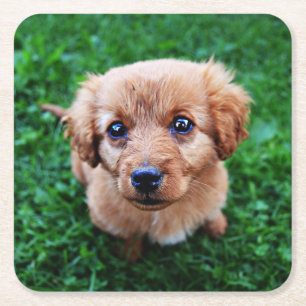 Aardige foto van een puppy kartonnen onderzetters