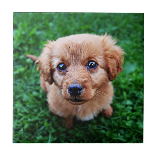 Aardige foto van een puppy tegeltje (Voorkant)
