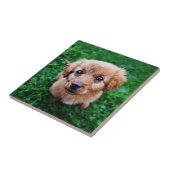 Aardige foto van een puppy tegeltje (Zijkant)
