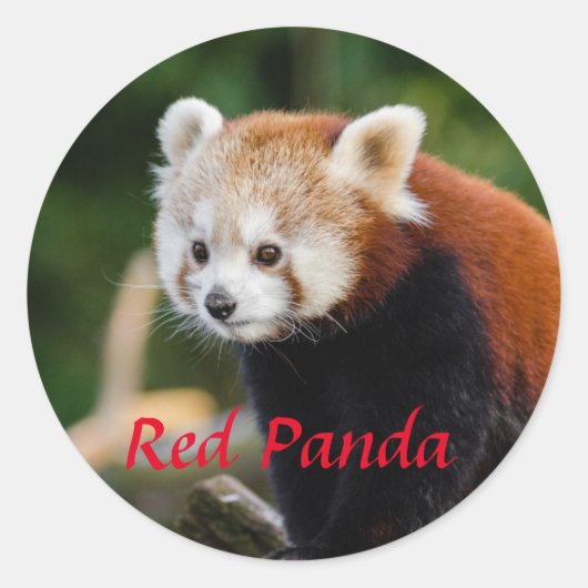 Aardige foto van een rode panda ronde sticker (Voorkant)