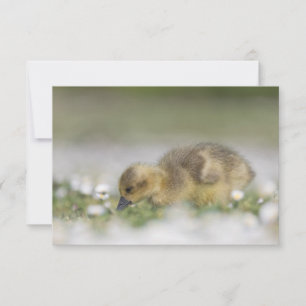 Aardige gans-natuur fotokaart