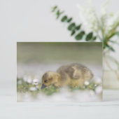 Aardige gans-natuur fotokaart (Staand voorkant)