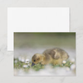 Aardige gans-natuur fotokaart (Voorkant / Achterkant)