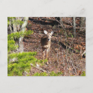 Aardige herten in het bos Natuurfotografie Briefkaart