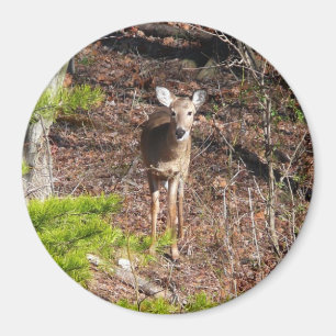 Aardige herten in het bos Natuurfotografie Magneet