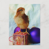 Aardige Kerstkip Briefkaart (Voorkant)