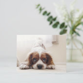 Aardige King Charles Cavalier Spaniel Ansichtkaart Briefkaart (Staand voorkant)