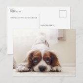 Aardige King Charles Cavalier Spaniel Ansichtkaart Briefkaart (Voorkant / Achterkant)