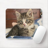 Aardige Kitten Foto, of Upload die van Jou Muismat (Met muis)