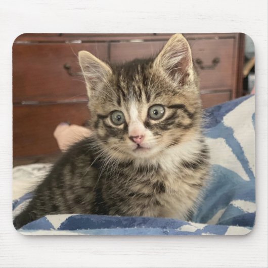 Aardige Kitten Foto, of Upload die van Jou Muismat (Voorkant)