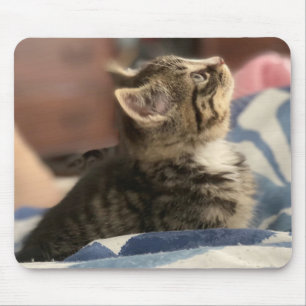 Aardige Kitten Foto, of Upload je Eigen Foto Muismat