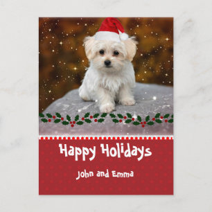 Aardige Maltezer Puppy Sjabloon Kerstkaart