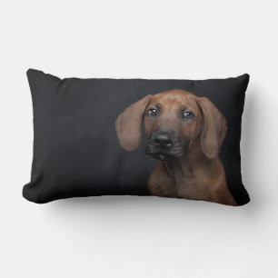 Aardige Rhodesian Ridgeback Puppy Portret Hond Ph Kussen