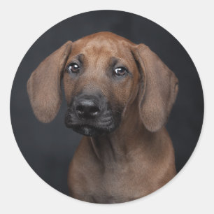 Aardige Rhodesian Ridgeback Puppy Portret Hond Ph Ronde Sticker
