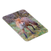 Aardige Rode Vos Portret Natuur Wilde Dieren Kunst Magneet (Rechterzijde)