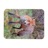 Aardige Rode Vos Portret Natuur Wilde Dieren Kunst Magneet (Horizontaal)