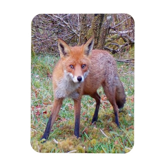 Aardige Rode Vos Portret Natuur Wilde Dieren Kunst Magneet (Verticaal)