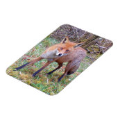 Aardige Rode Vos Portret Natuur Wilde Dieren Kunst Magneet (Linkerzijde)